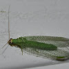 Golden-Eyed Lacewing