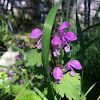 Spotted Deadnettle