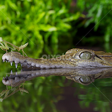 Reflections by Adi Parmana -  