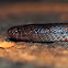 Small Eyed Snake