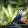blue grey tanager
