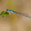 Common Bluetail Damselfy
