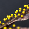 Yellow slime mold