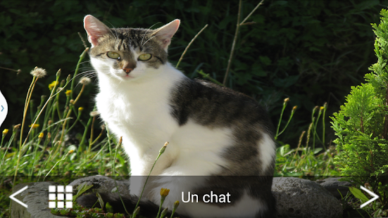 download Animaux domestiques free