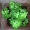 Basil - looks like Sweet Basil