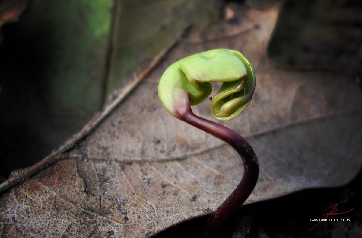 Red Maple, sprout Project Noah