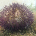 Variegated sea Urchin
