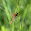 Needham's Skimmer Dragonfly