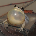 Chorus frog