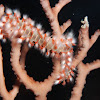 Bearded fireworm