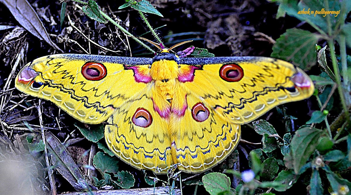 Golden emperor moth Project Noah