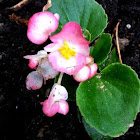 Begonia: Pink