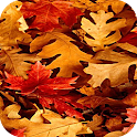 Fall Leaves Wallpapers logo