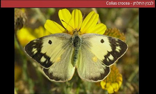 【免費書籍App】Butterflies of Israel-APP點子