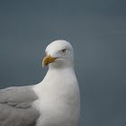 European Herring Gull