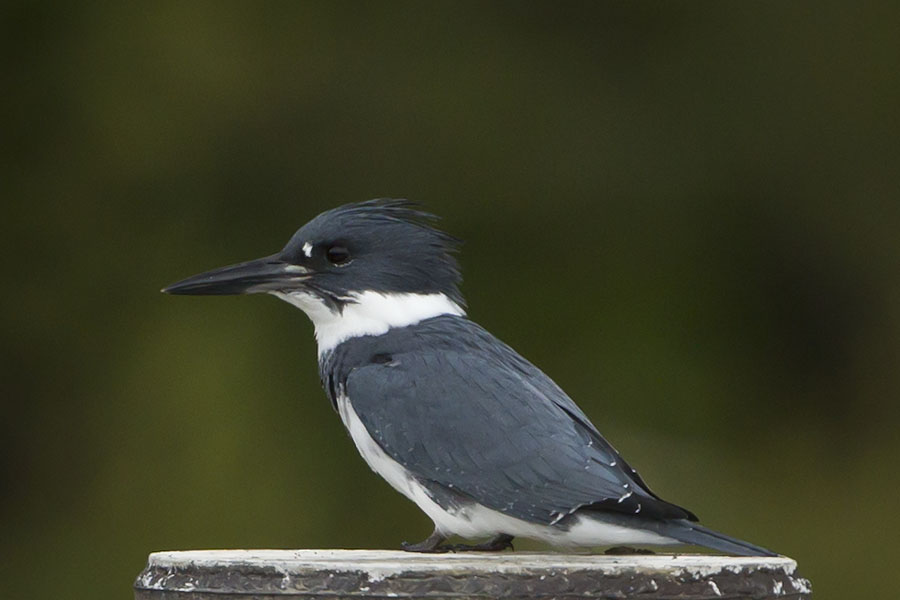 Belted Kingfisher