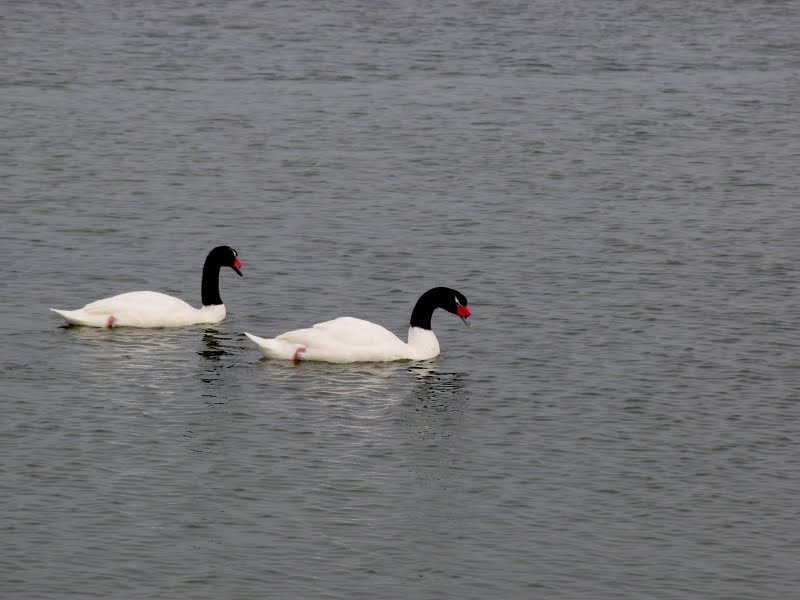 Cisne de cuello negro