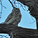 Great Horned Owl (Male)