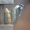 Downey Woodpecker (Female)