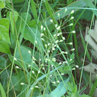 Scribners rosettegrass