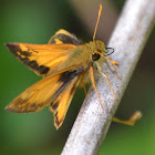 Hobomok Skipper