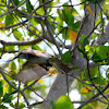 Grey King Bird