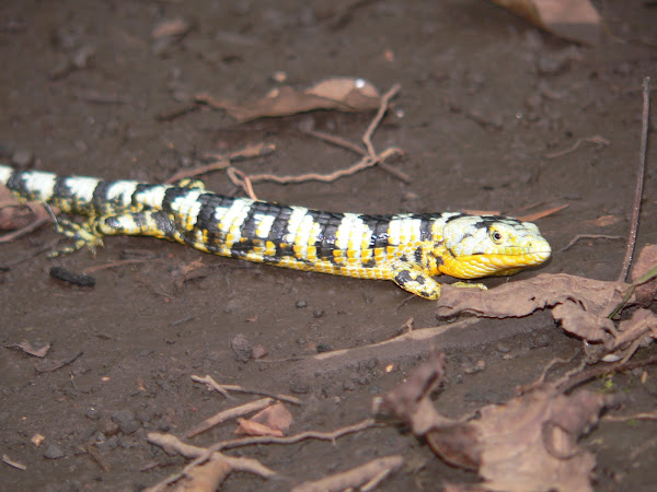 Bromeliad arboreal alligator lizard | Project Noah