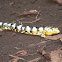 Bromeliad arboreal alligator lizard