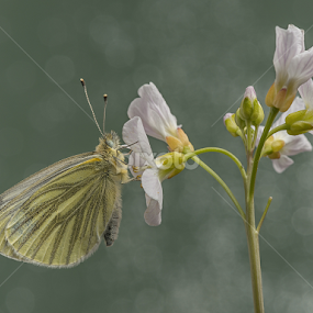 Green Veined White by Mike Hudson - Animals Insects & Spiders