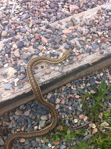 Eastern Garter Snake Project Noah