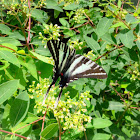 Zebra Swallowtail