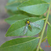 Golden Long-legged Fly