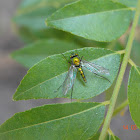 Golden Long-legged Fly