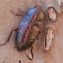 Florida woods Cockroach