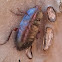 Florida woods Cockroach