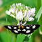 White-Spotted Sable Moth