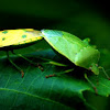 Green shield bug or stinkbug