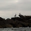 Brown Pelican and Gull