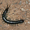 Tropical Centipede