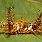 Stinging Nettle Slug Caterpillar (Cup Moth, Limacodidae)