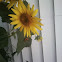 sun flowers