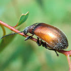 Brown Darkling Beetle