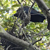 Red-naped Black Ibis nest