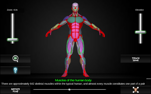 Muscular System 3D anatomy