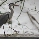 Grey Heron