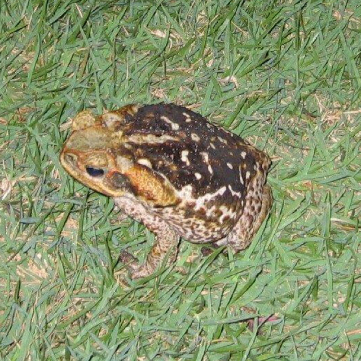 Rococo toad