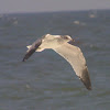 Ring-billed Gull, nonbreeding adult