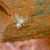 Female Two Striped Jumping Spider