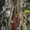 Guandera Tree