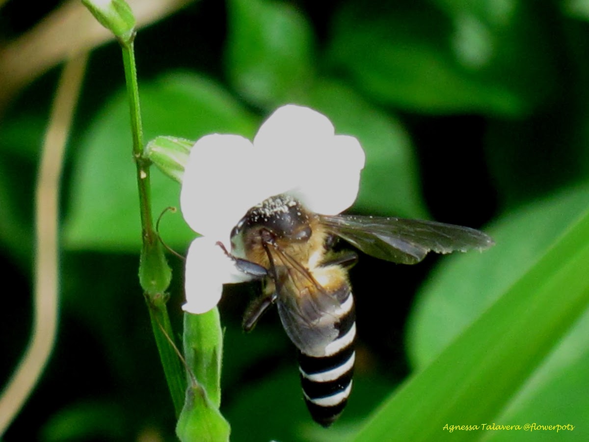 Giant Honey Bee